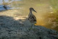 Young Striated Heron bird