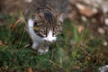 Striped brown white cat lurks in green grass during hunt before the attack Royalty Free Stock Photo