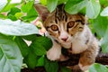 Young striped cat hiding on the tree. Royalty Free Stock Photo