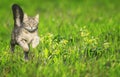 A young cat runs gracefully across a green bright meadow with flowers on a Sunny clear spring day Royalty Free Stock Photo