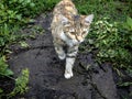 young striped cat walks along a path in the garden