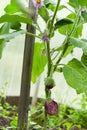 Young striped eggplant and flowers in the greenhouse