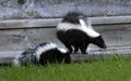 Young striped skunk Mephitis mephitis