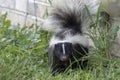 Young striped skunk Mephitis mephitis