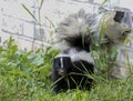 Young striped skunk Mephitis mephitis