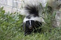 Young striped skunk Mephitis mephitis