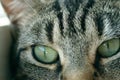 Young striped tabby cat portrait Royalty Free Stock Photo