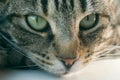 Young striped tabby cat portrait Royalty Free Stock Photo