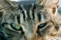 Young striped tabby cat portrait Royalty Free Stock Photo