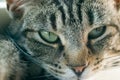 Young striped tabby cat portrait Royalty Free Stock Photo