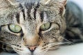 Young striped tabby cat portrait Royalty Free Stock Photo