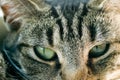 Young striped tabby cat portrait Royalty Free Stock Photo