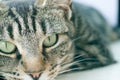 Young striped tabby cat portrait Royalty Free Stock Photo