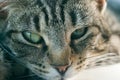 Young striped tabby cat portrait Royalty Free Stock Photo