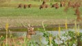 Young strong graceful deer, green pasture with green juicy grass. Spring meadow with cute animals. Livestock field in tropical