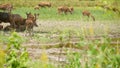 Young strong graceful deer, green pasture with green juicy grass. Spring meadow with cute animals. Livestock field in tropical