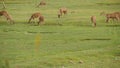 Young strong graceful deer, green pasture with green juicy grass. Spring meadow with cute animals. Livestock field in tropical