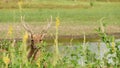 Young strong graceful deer, green pasture with green juicy grass. Spring meadow with cute animals. Livestock field in tropical