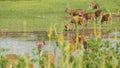 Young strong graceful deer, green pasture with green juicy grass. Spring meadow with cute animals. Livestock field in tropical Royalty Free Stock Photo