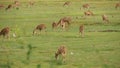 Young strong graceful deer, green pasture with green juicy grass. Spring meadow with cute animals. Livestock field in tropical