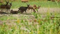 Young strong graceful deer, green pasture with green juicy grass. Spring meadow with cute animals. Livestock field in tropical Royalty Free Stock Photo