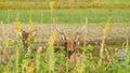 Young strong graceful deer, green pasture with green juicy grass. Spring meadow with cute animals. Livestock field in tropical Royalty Free Stock Photo