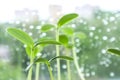 Young strong strong green shoots grown on the windowsill. Growing cucumber seedlings from seed Royalty Free Stock Photo