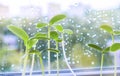 Young strong strong green shoots grown on the windowsill. Growing cucumber seedlings from seed, Tinted photo Royalty Free Stock Photo