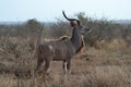 Young Kudu bull