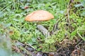 The young strong mushroom birch bolete Leccinum scabrum grew among moss and lingonberry bushes