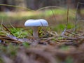 A young strong mushroom of white color. White milk mushroom. lactarius resimus