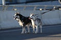 Young stylish couple walking with dog in street, man and woman happy together, husky breed, spring season Royalty Free Stock Photo