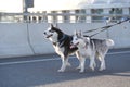 Young stylish couple walking with dog in street, man and woman happy together, husky breed, spring season Royalty Free Stock Photo