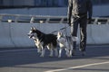 Young stylish couple walking with dog in street, man and woman happy together, husky breed, spring season Royalty Free Stock Photo