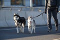 Young stylish couple walking with dog in street, man and woman happy together, husky breed, spring season Royalty Free Stock Photo