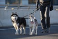 Young stylish couple walking with dog in street, man and woman happy together, husky breed, spring season Royalty Free Stock Photo