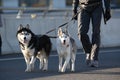 Young stylish couple walking with dog in street, man and woman happy together, husky breed, spring season Royalty Free Stock Photo