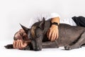 Young stylish male in formal shirt lying down on white floor background, hugs dogs without hair.