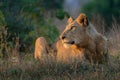 A young sub-adult male lion laying in the golden morning sun. Royalty Free Stock Photo
