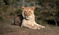 Young sub adult male lion. South Africa Royalty Free Stock Photo