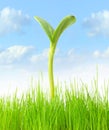 Young successful plant. Royalty Free Stock Photo