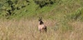 young suede in the tall grass in the mountains