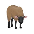 Young suffolk sheep. Farm animal with thick brown wool. Domestic creature. Livestock farming theme. Flat vector icon Royalty Free Stock Photo