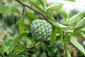 Young sugar apple, custard apple, sweetsop fruit with green leaves on the tree.