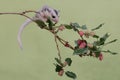 A young sugar glider is looking for food on a fruit-strewn branch of a red mulberry (Morus rubra) tree. Royalty Free Stock Photo