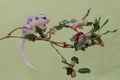 A young sugar glider is looking for food on a fruit-strewn branch of a red mulberry (Morus rubra) tree. Royalty Free Stock Photo