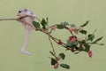 A young sugar glider is looking for food on a fruit-strewn branch of a red mulberry (Morus rubra) tree. Royalty Free Stock Photo