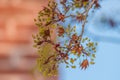 Young sugar maple leaves and flowers coming out in spring - blue sky and brick in background Royalty Free Stock Photo