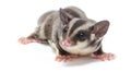 Young sugarglider on white