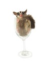 Young sugarglider in wine glass